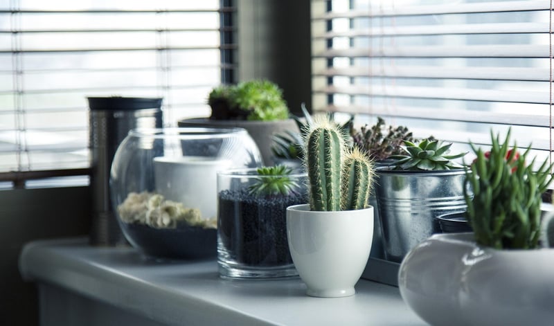 Wall-Mounted Planters